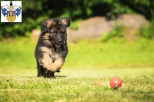 Mehr über den Artikel erfahren Schäferhund Züchter und Welpen in Eisenberg (Thüringen)