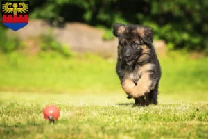 Mehr über den Artikel erfahren Schäferhund Züchter und Welpen in Emden