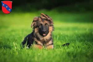 Mehr über den Artikel erfahren Schäferhund Züchter und Welpen in Erbach (Odenwald)