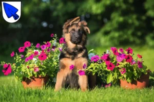 Mehr über den Artikel erfahren Schäferhund Züchter und Welpen in Erding
