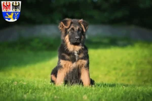 Mehr über den Artikel erfahren Schäferhund Züchter und Welpen in Erlangen