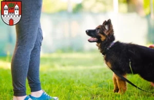 Mehr über den Artikel erfahren Schäferhund Züchter und Welpen in Eschwege