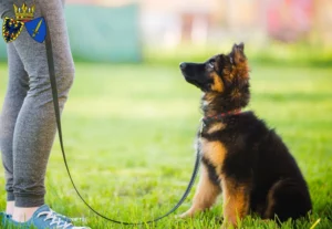 Mehr über den Artikel erfahren Schäferhund Züchter und Welpen in Essen