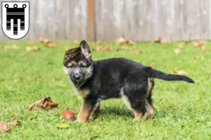Mehr über den Artikel erfahren Schäferhund Züchter und Welpen in Feldkirch