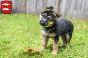 Mehr über den Artikel erfahren Schäferhund Züchter und Welpen in Forchheim