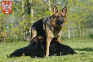 Mehr über den Artikel erfahren Schäferhund Züchter und Welpen in Frankfurt am Main