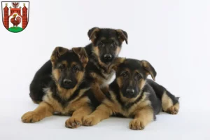 Mehr über den Artikel erfahren Schäferhund Züchter und Welpen in Frankfurt (Oder)