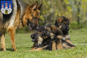 Mehr über den Artikel erfahren Schäferhund Züchter und Welpen in Freiberg