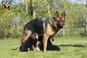 Mehr über den Artikel erfahren Schäferhund Züchter und Welpen in Freising