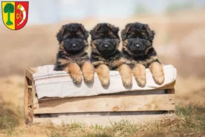 Mehr über den Artikel erfahren Schäferhund Züchter und Welpen in Friedrichshafen