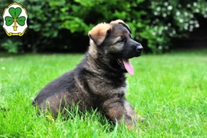 Mehr über den Artikel erfahren Schäferhund Züchter und Welpen in Fürth