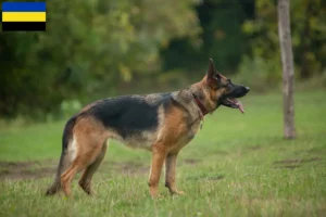 Mehr über den Artikel erfahren Schäferhund Züchter und Welpen in Gelderland