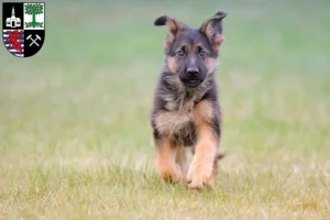 Mehr über den Artikel erfahren Schäferhund Züchter und Welpen in Gelsenkirchen