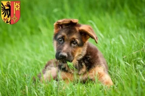 Mehr über den Artikel erfahren Schäferhund Züchter und Welpen in Genf