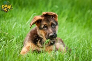 Mehr über den Artikel erfahren Schäferhund Züchter und Welpen in Gera