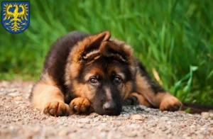 Mehr über den Artikel erfahren Schäferhund Züchter und Welpen in Germersheim