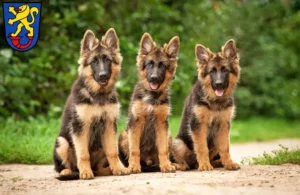 Mehr über den Artikel erfahren Schäferhund Züchter und Welpen in Gifhorn