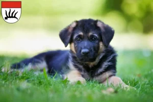 Mehr über den Artikel erfahren Schäferhund Züchter und Welpen in Göppingen