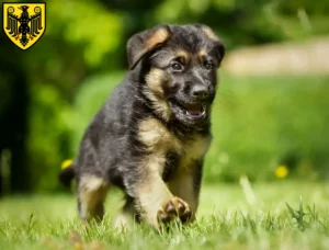 Mehr über den Artikel erfahren Schäferhund Züchter und Welpen in Goslar