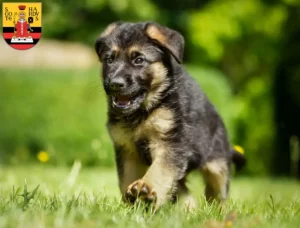 Mehr über den Artikel erfahren Schäferhund Züchter und Welpen in Gotha