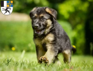Mehr über den Artikel erfahren Schäferhund Züchter und Welpen in Graubünden