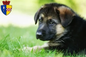 Mehr über den Artikel erfahren Schäferhund Züchter und Welpen in Gummersbach
