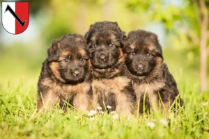 Mehr über den Artikel erfahren Schäferhund Züchter und Welpen in Halberstadt