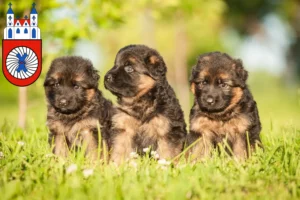 Mehr über den Artikel erfahren Schäferhund Züchter und Welpen in Hameln