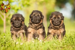 Mehr über den Artikel erfahren Schäferhund Züchter und Welpen in Hanau