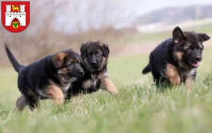 Mehr über den Artikel erfahren Schäferhund Züchter und Welpen in Hannover