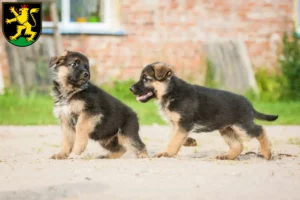 Mehr über den Artikel erfahren Schäferhund Züchter und Welpen in Heidelberg