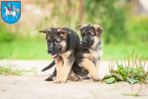 Mehr über den Artikel erfahren Schäferhund Züchter und Welpen in Heilbad Heiligenstadt