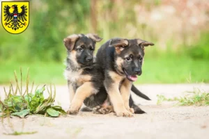 Mehr über den Artikel erfahren Schäferhund Züchter und Welpen in Heilbronn