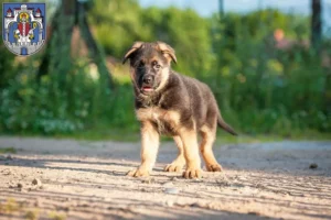 Mehr über den Artikel erfahren Schäferhund Züchter und Welpen in Helmstedt