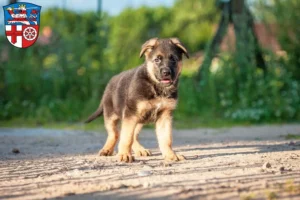 Mehr über den Artikel erfahren Schäferhund Züchter und Welpen in Heppenheim (Bergstraße)