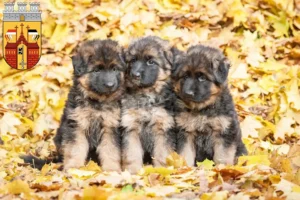 Mehr über den Artikel erfahren Schäferhund Züchter und Welpen in Herford