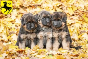 Mehr über den Artikel erfahren Schäferhund Züchter und Welpen in Herne