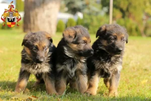 Mehr über den Artikel erfahren Schäferhund Züchter und Welpen in Hildesheim