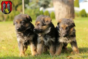 Mehr über den Artikel erfahren Schäferhund Züchter und Welpen in Hof (Saale)