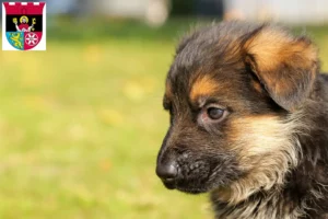Mehr über den Artikel erfahren Schäferhund Züchter und Welpen in Hofheim am Taunus