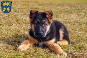 Mehr über den Artikel erfahren Schäferhund Züchter und Welpen in Homberg (Efze)