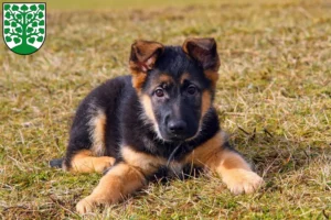 Mehr über den Artikel erfahren Schäferhund Züchter und Welpen in Homburg
