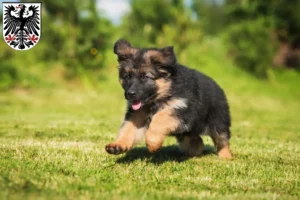 Mehr über den Artikel erfahren Schäferhund Züchter und Welpen in Ingelheim am Rhein