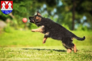 Mehr über den Artikel erfahren Schäferhund Züchter und Welpen in Itzehoe