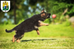 Mehr über den Artikel erfahren Schäferhund Züchter und Welpen in Jena