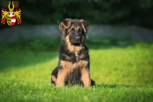 Mehr über den Artikel erfahren Schäferhund Züchter und Welpen in Kärnten