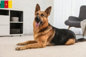Mehr über den Artikel erfahren Schäferhund Züchter und Welpen in Kamerun