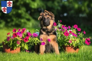 Mehr über den Artikel erfahren Schäferhund Züchter und Welpen in Karlstadt
