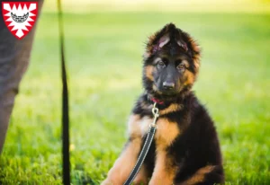 Mehr über den Artikel erfahren Schäferhund Züchter und Welpen in Kiel