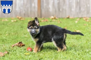 Mehr über den Artikel erfahren Schäferhund Züchter und Welpen in Kitzingen